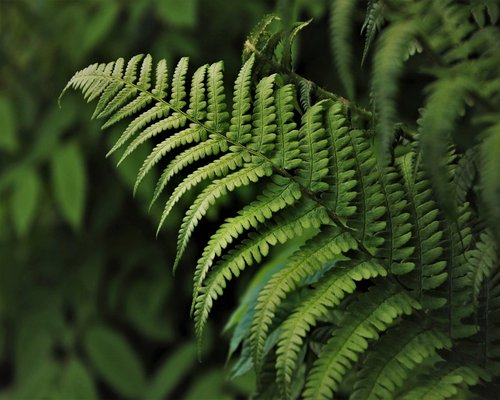 Woman relaxing in nature with green leaves